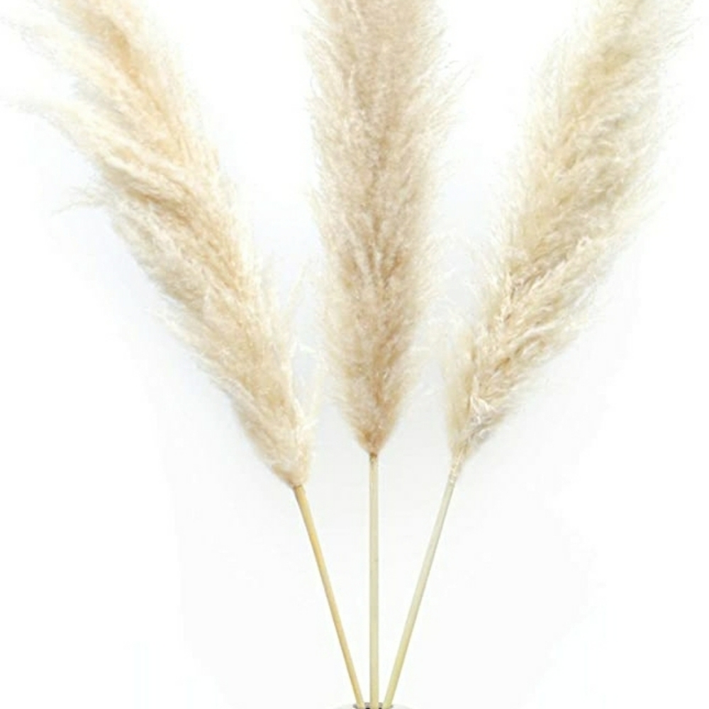 New Pampas 3 Pack